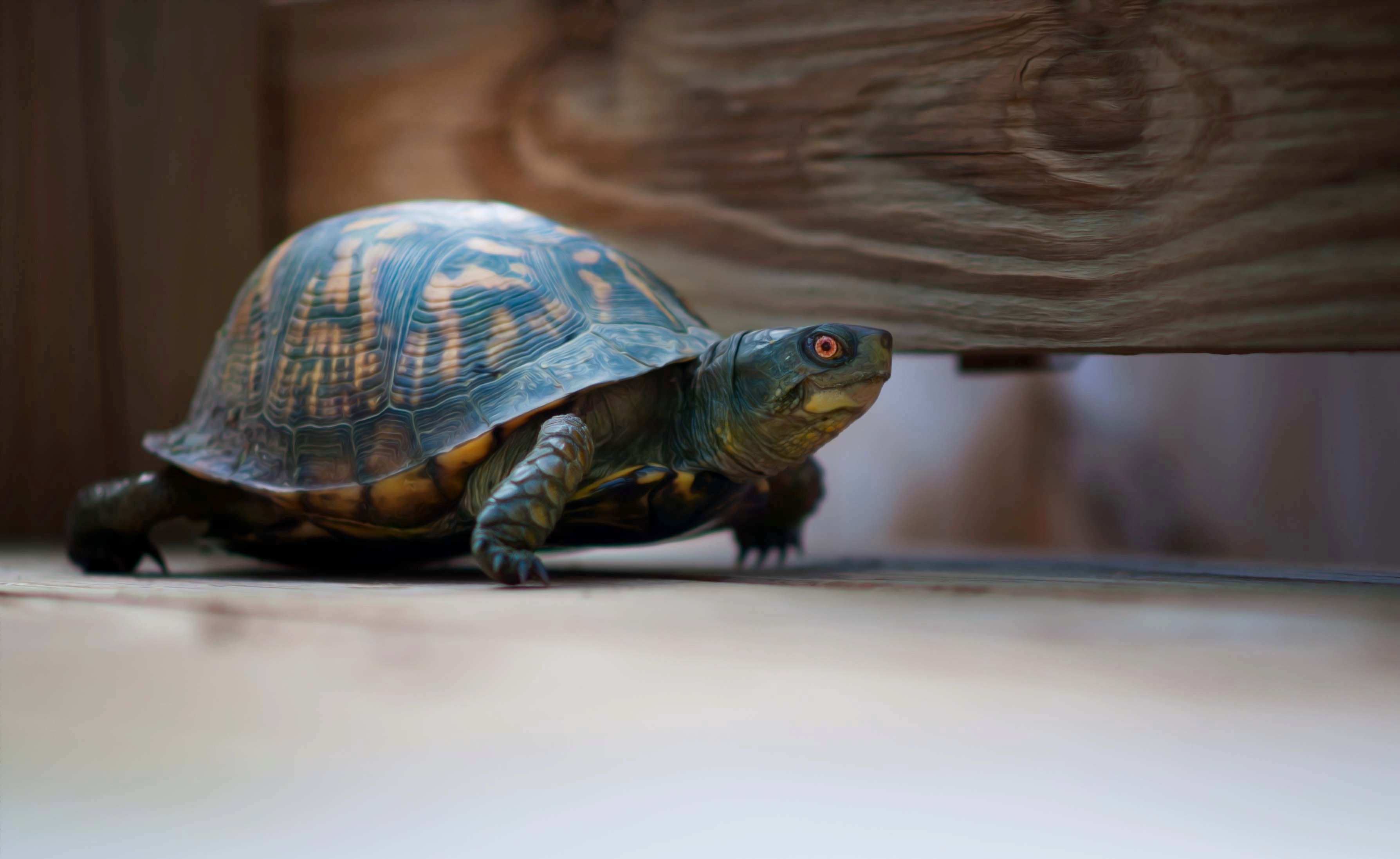 Kurma the Turtle