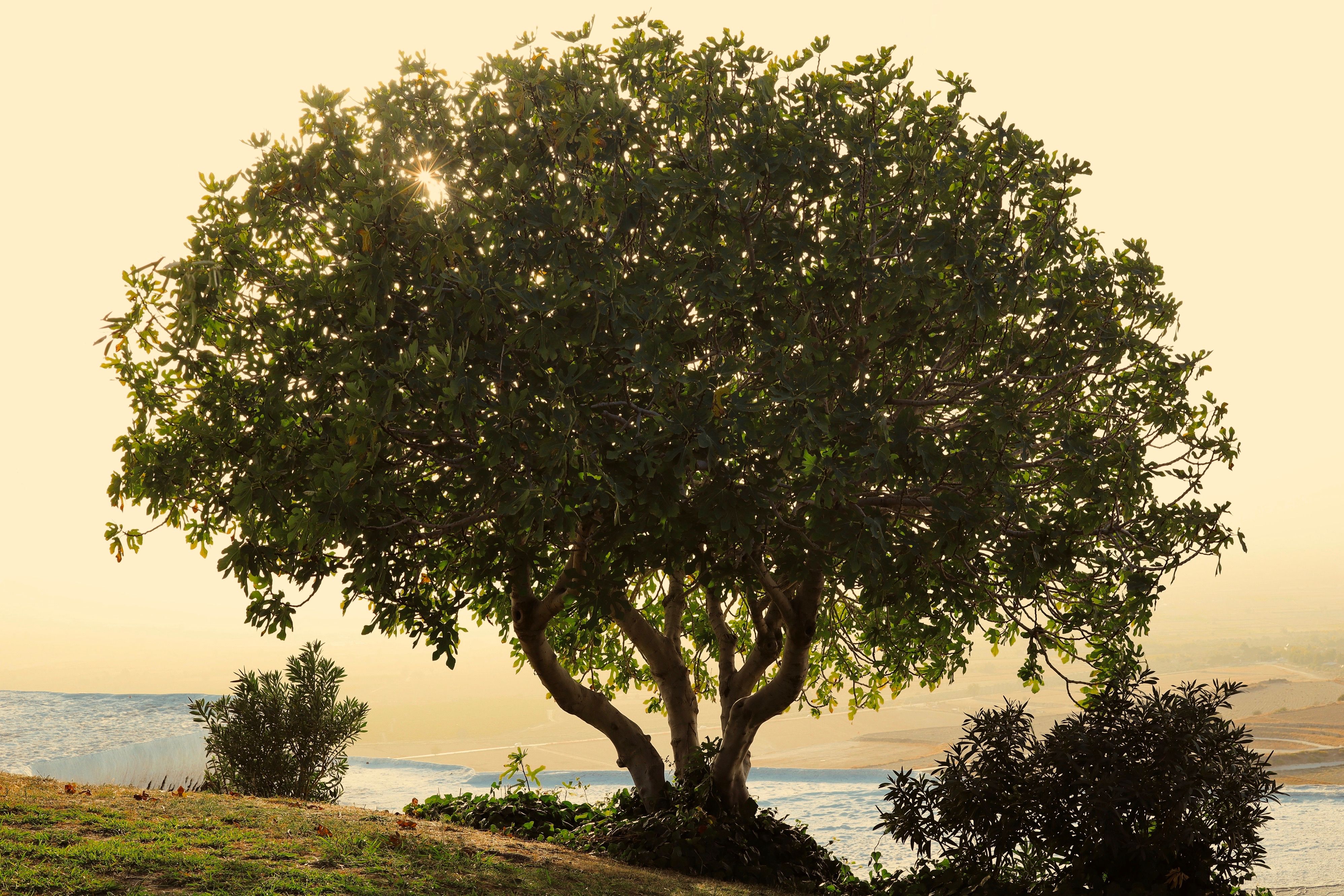 Taru the tree